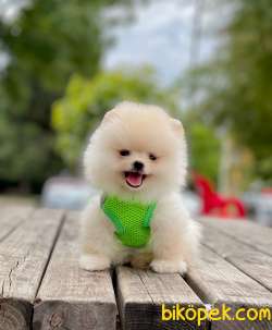 Teddy Bear Pomeranian Boo 3