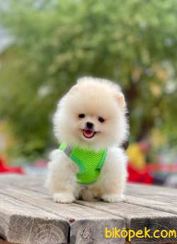 Teddy Bear Pomeranian Boo 4