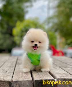 Teddy Bear Pomeranian Boo 2