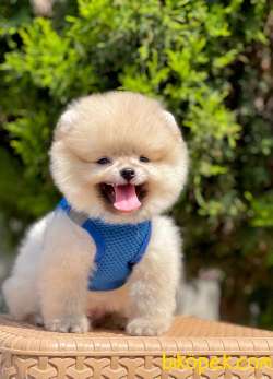 Teddy Bear Pomeranian Boo 3