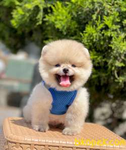 Teddy Bear Pomeranian Boo 4