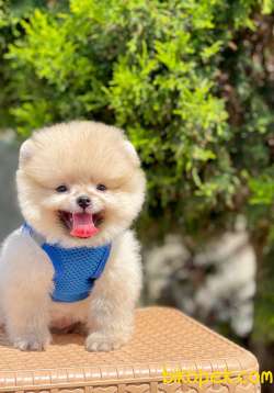 Teddy Bear Pomeranian Boo 1