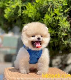 Teddy Bear Pomeranian Boo 2