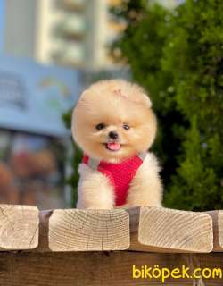 Teddy Bear Pomeranian Boo 4