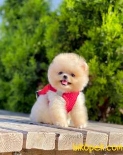 Teddy Bear Pomeranian Boo 2