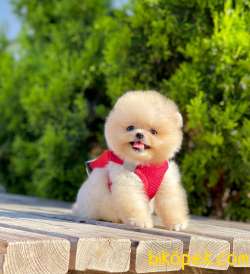 Teddy Bear Pomeranian Boo 1