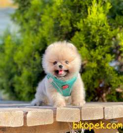 Teddy Bear Pomeranian Boo 2