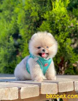 Teddy Bear Pomeranian Boo 3