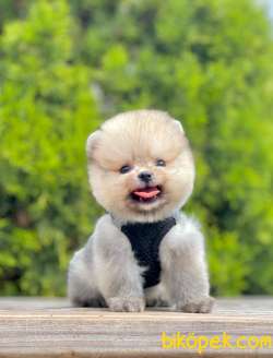 Teddy Bear Pomeranian Boo 1