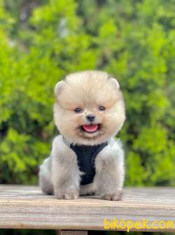 Teddy Bear Pomeranian Boo 2
