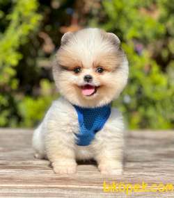 Teddy Bear Pomeranian Boo 3