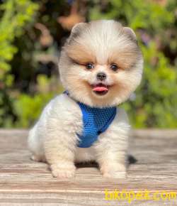 Teddy Bear Pomeranian Boo 2