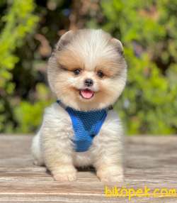 Teddy Bear Pomeranian Boo 4