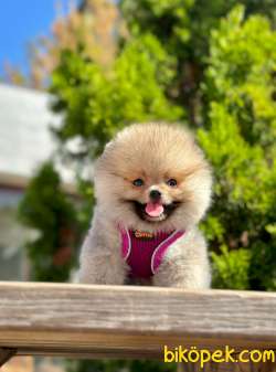 Teddy Bear Pomeranian Boo