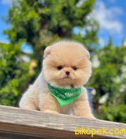 Teddy Bear Pomeranian Boo 2