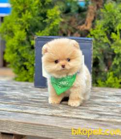 Teddy Bear Pomeranian Boo 1