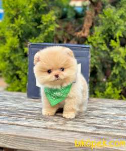 Teddy Bear Pomeranian Boo 3