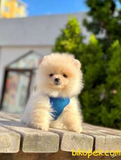 Teddy Bear Pomeranian Boo 1