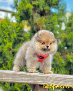 Teddy Bear Pomeranian Boo 3