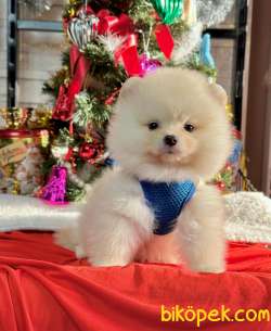 Teddy Bear Pomeranian Boo