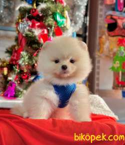 Teddy Bear Pomeranian Boo 4