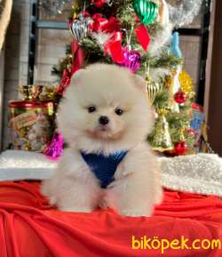 Teddy Bear Pomeranian Boo 4