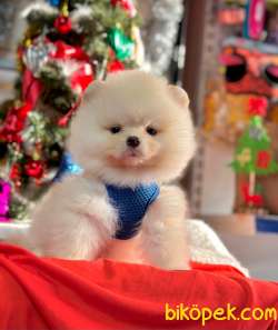 Teddy Bear Pomeranian Boo 3