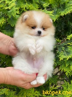 Teddy Bear Pomeranian Boo  Ayo Surat Orjinal 1