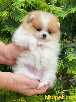 Teddy Bear Pomeranian Boo  Ayo Surat Orjinal 2