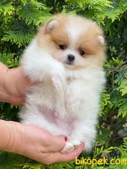 Teddy Bear Pomeranian Boo  Ayo Surat Orjinal 3