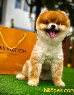 Teddy Bear Pomeranian Boo Eğitimli Oğlumuz Toffie 2