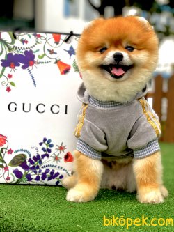 Teddy Bear Pomeranian Boo Eğitimli Oğlumuz Toffie 1