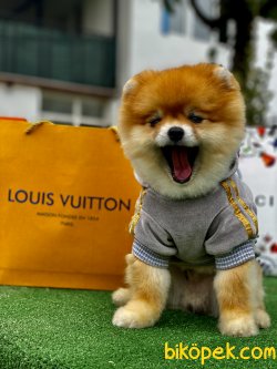 Teddy Bear Pomeranian Boo Eğitimli Oğlumuz Toffie 3