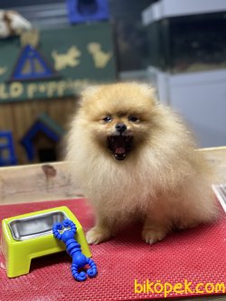 Teddy Bear Pomeranian Boo Eğitimli Yeniii Show Kalite 2
