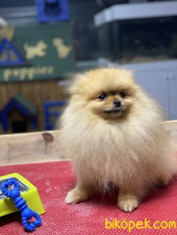 Teddy Bear Pomeranian Boo Eğitimli Yeniii Show Kalite 3