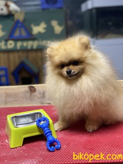 Teddy Bear Pomeranian Boo Eğitimli Yeniii Show Kalite 5