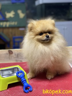 Teddy Bear Pomeranian Boo Eğitimli Yeniii Show Kalite 4
