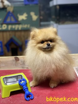 Teddy Bear Pomeranian Boo Eğitimli Yeniii Show Kalite 1