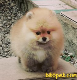 Teddy Bear Pomeranian Boo Fci Secereli Yavrular 3