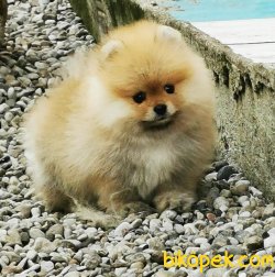 Teddy Bear Pomeranian Boo Fci Secereli Yavrular 4