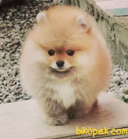 Teddy Bear Pomeranian Boo Fci Secereli Yavrular 2