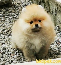 Teddy Bear Pomeranian Boo Fci Secereli Yavrular 1