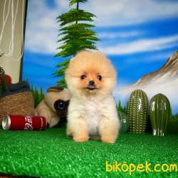 Teddy Bear Pomeranian Boo Kızımız CARLA 3