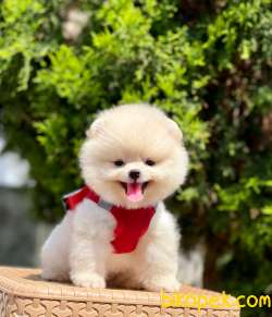 Teddy Bear Pomeranian Boo MİCROCHİPLİ Pasaportlu 4