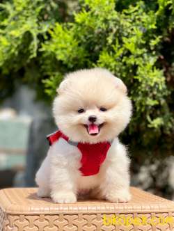 Teddy Bear Pomeranian Boo MİCROCHİPLİ Pasaportlu 3