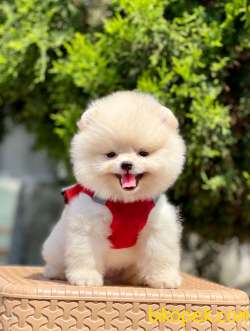 Teddy Bear Pomeranian Boo MİCROCHİPLİ Pasaportlu 2