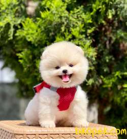 Teddy Bear Pomeranian Boo MİCROCHİPLİ Pasaportlu 1