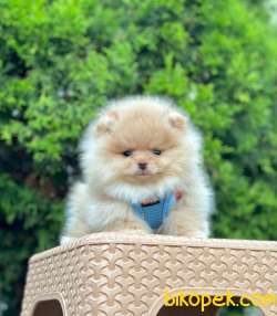 Teddy Bear Pomeranian Boo MİCROCHİPLİ Pasaportlu 3