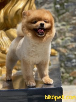 Teddy  Bear Pomeranian Boo Orange  Xs 3