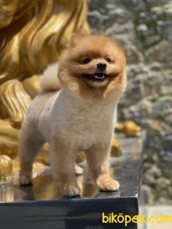 Teddy  Bear Pomeranian Boo Orange  Xs 2